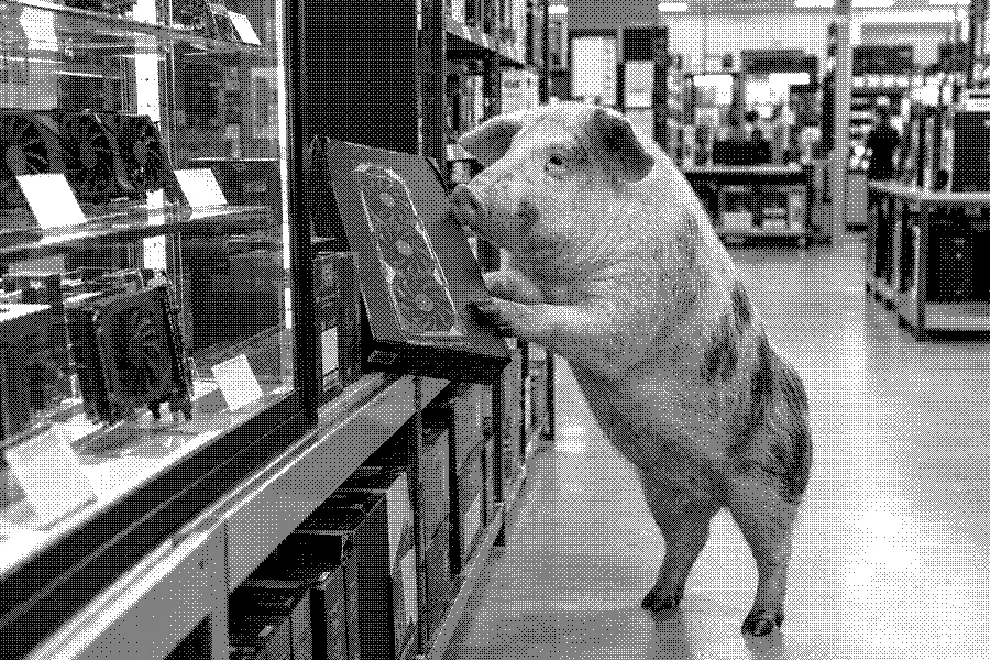 A pig inspecting a boxed graphics card in a computer-parts store.