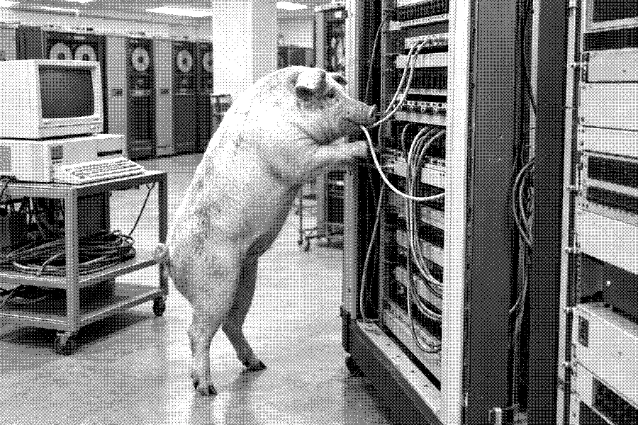 A pig standing on its hind legs while unplugging a cable from a server rack.