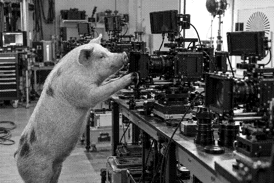 A pig adjusting a professional cinema camera among several camera rigs.