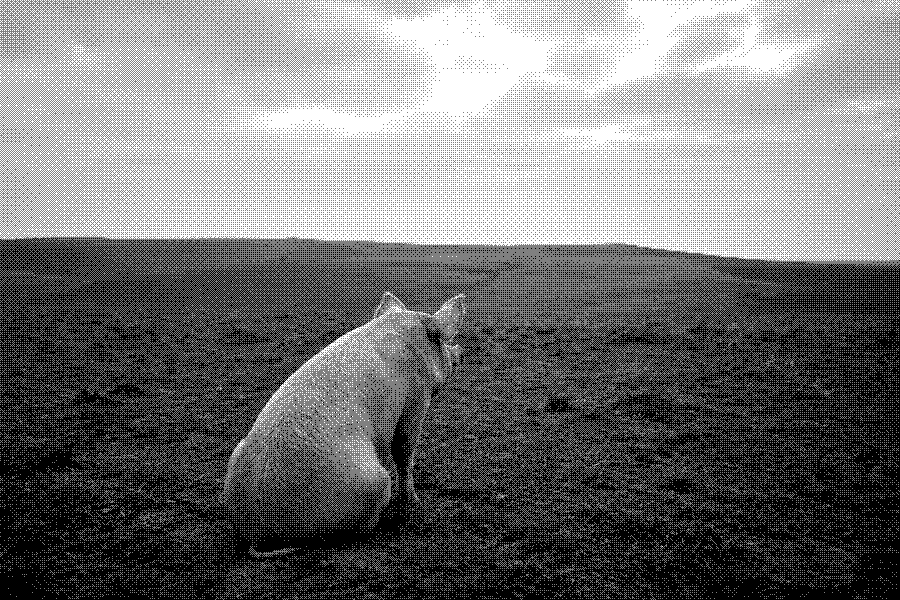 A pig sitting in an open field, facing away toward the horizon.